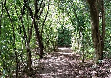 Okitu Bush Scenic Reserve Walk