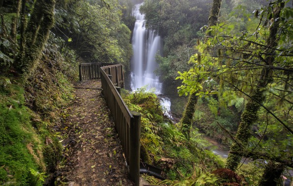 Mangaotaki Walk & Waitanguru Falls Walk